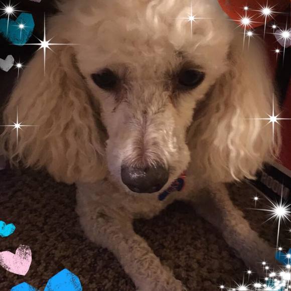 Hi! I’m Holly, a Posh Ambassador II👍🏼❤️ with my GOLD badge 🥇🏆😁 - Picture 2 of 5